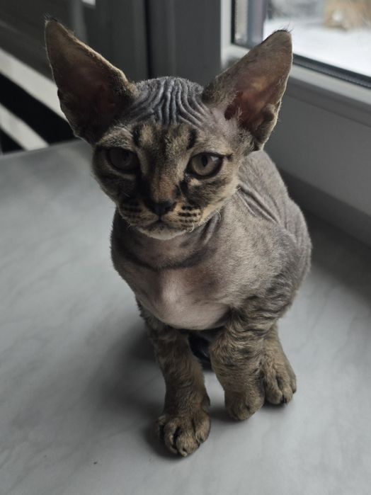 Devon rex FPL  kotka