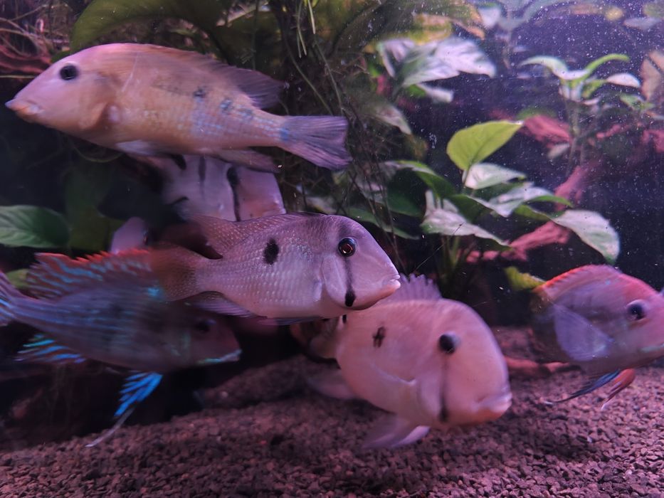 Trio Guianacaras Dacrya