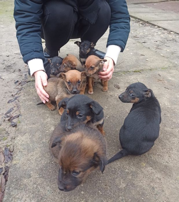 Oddam piękne szczeniaczki w dobre ręce