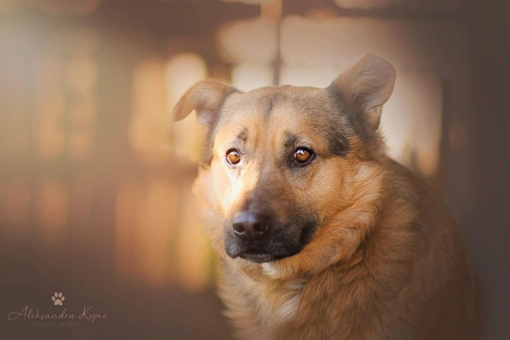 owczarek Bobik 10 lat