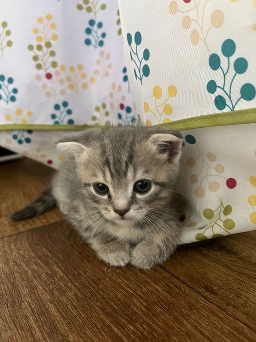 Продам котика (веслоухий британець)