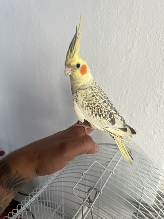 Caturra domesticada meiga