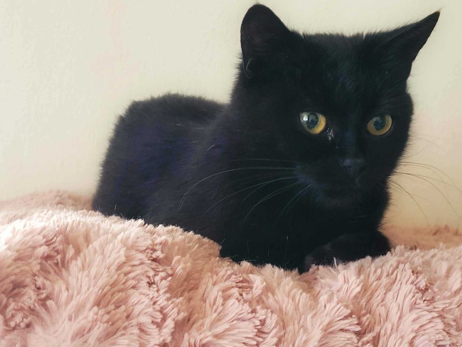 Pilna adopcja! Otworz serduszko swe własnie na mnie!