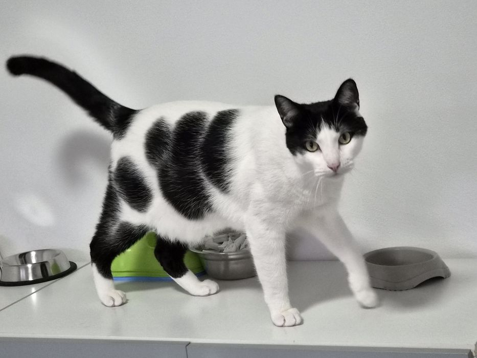 Gatinho para adoção