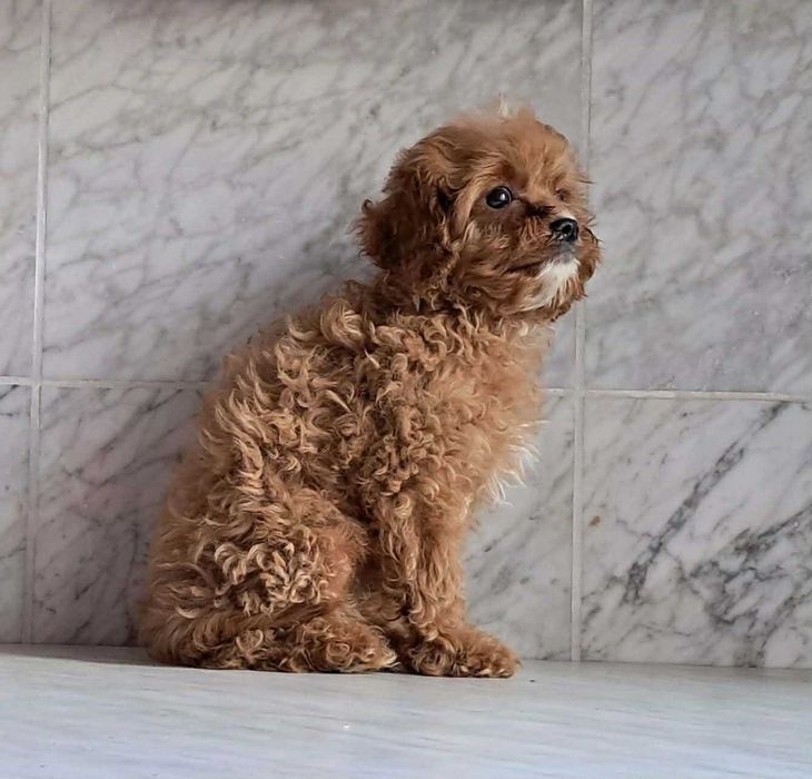 Cavapoo f1  piesek cavalier x pudel toy 12 tyg aktualne