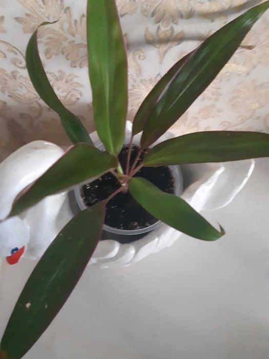 Дві сортові драцени,кордиліна та лимон-лайм. Одна на вибір