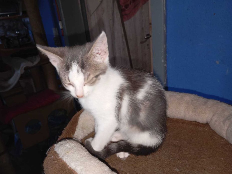 kotki  do adopcji, oswojone, zdrowe