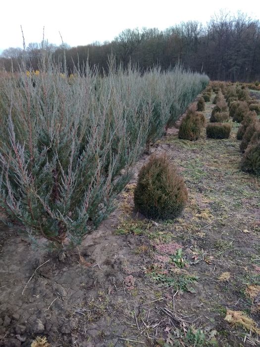 Туя смарагд От1. 00-2.70м. Туя колумна