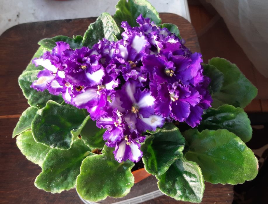 Фіалка Сенполія Київ Обмін чи продаж