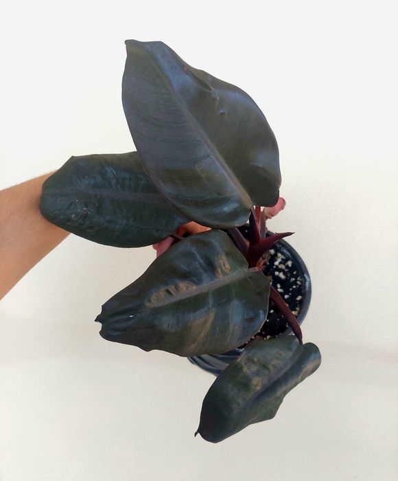 Planta Philodendron Black Cardinal