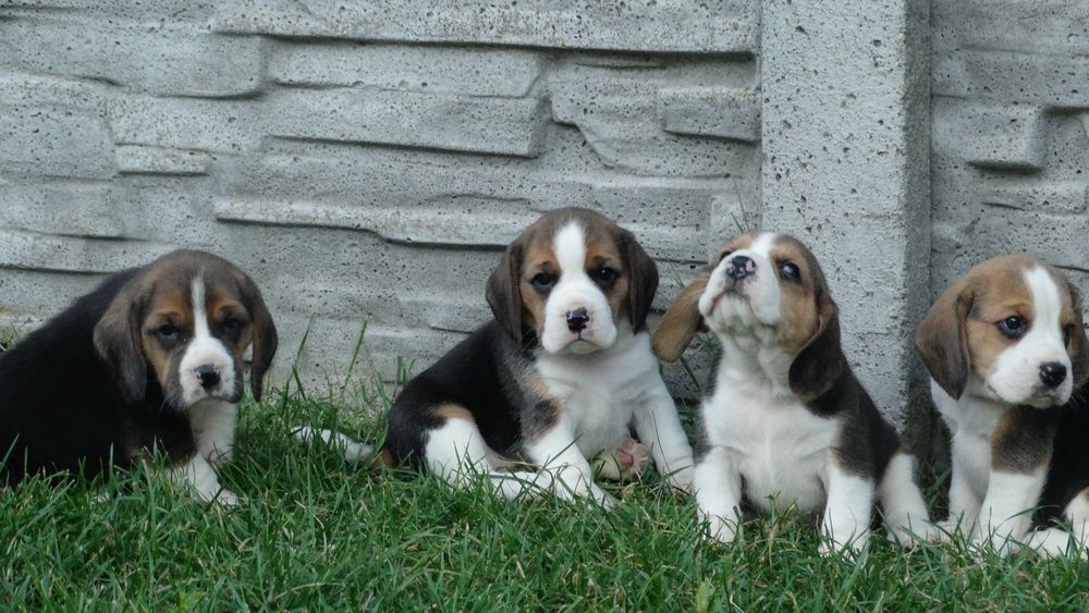 Beagle piesek 8 tygodni