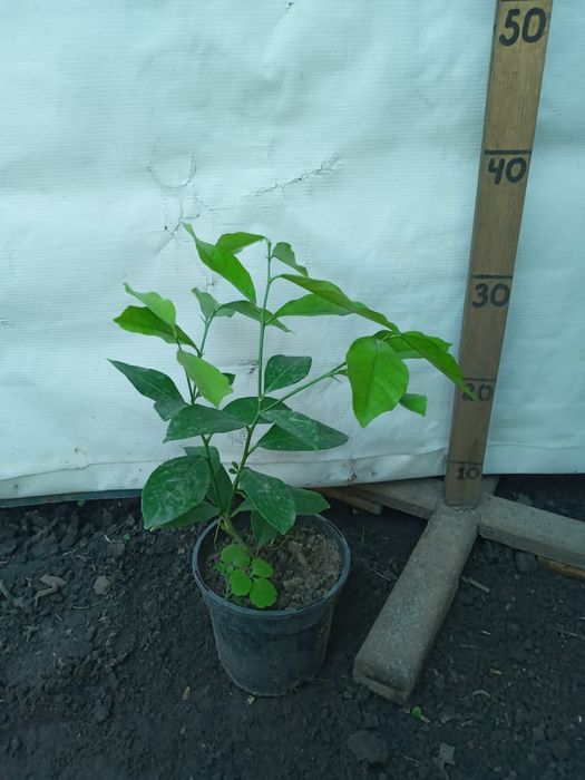 Лимони домашні рослини