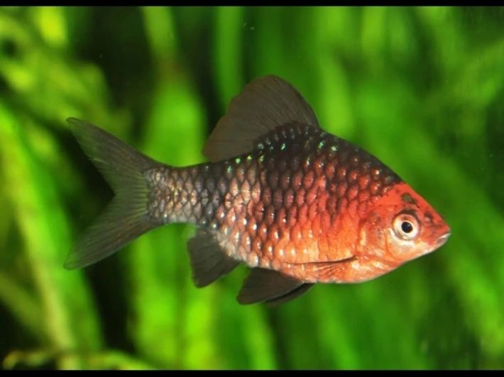 Barbo puntius nigrofasciatus
