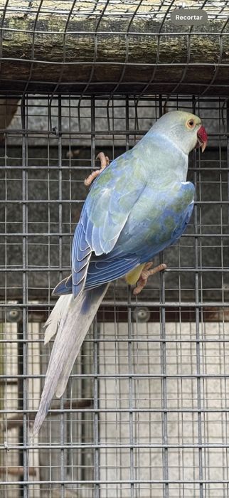 Ring Neck Violeta Turquesa Cc