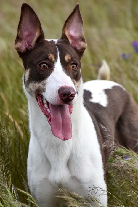 Cão de caça/guarda