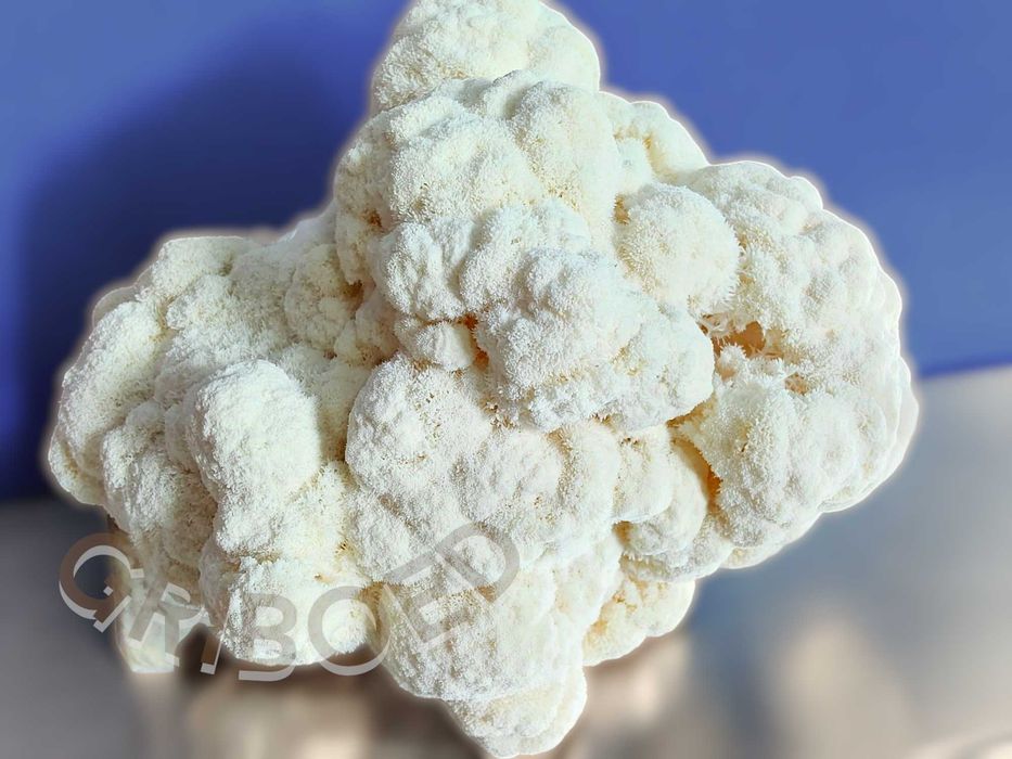 Ежевик гребенчатый в порошке. УЛУЧШЕННЫЙ ЭФФЕКТ - 100 грамм!