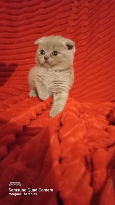 Femea scottish fold blue