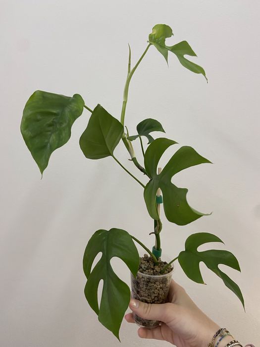 Monstera Minima / Raphidophora Tetrasperma