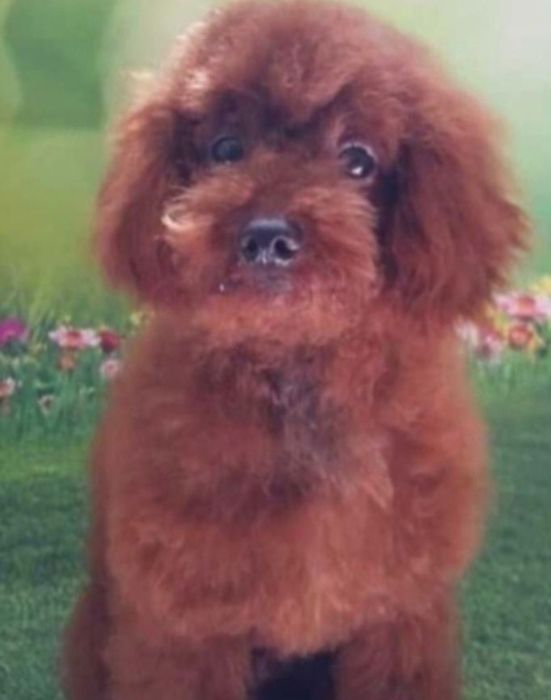 Maltipoo - suczka red