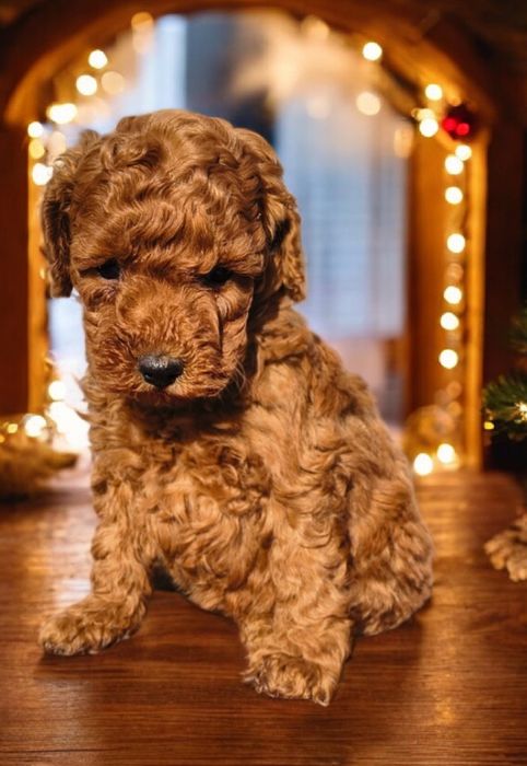 Pudel toy  red brown szczeniak