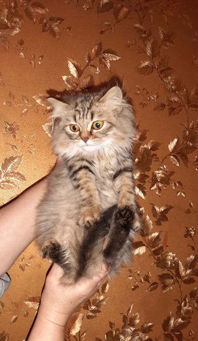 Девочка д/ш британка