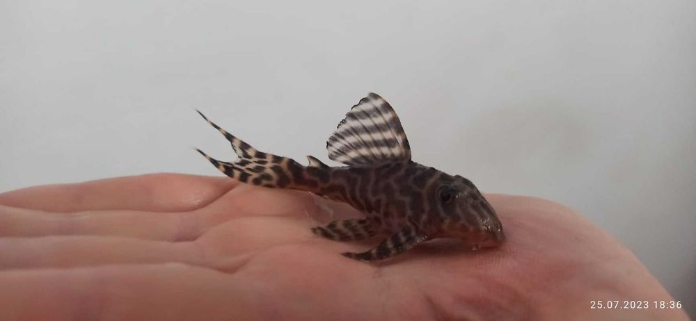 Zbrojnik hypancistrus L333 od 3cm ogłoszenie aktualne