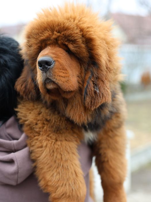 Тибетский Мастиф (мамкин кабачек) Дукс