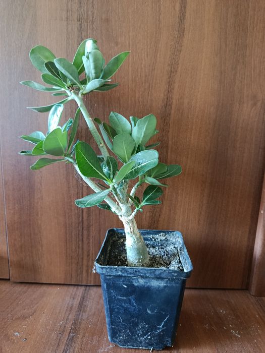 Аденіум, з насіння, 5-7см в стаканах 250 грам