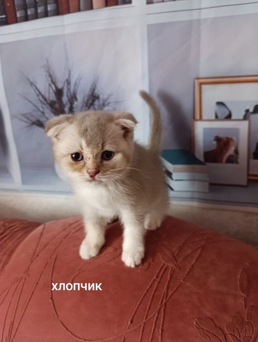 Тиждневий розпродаж  ,хлопчиків