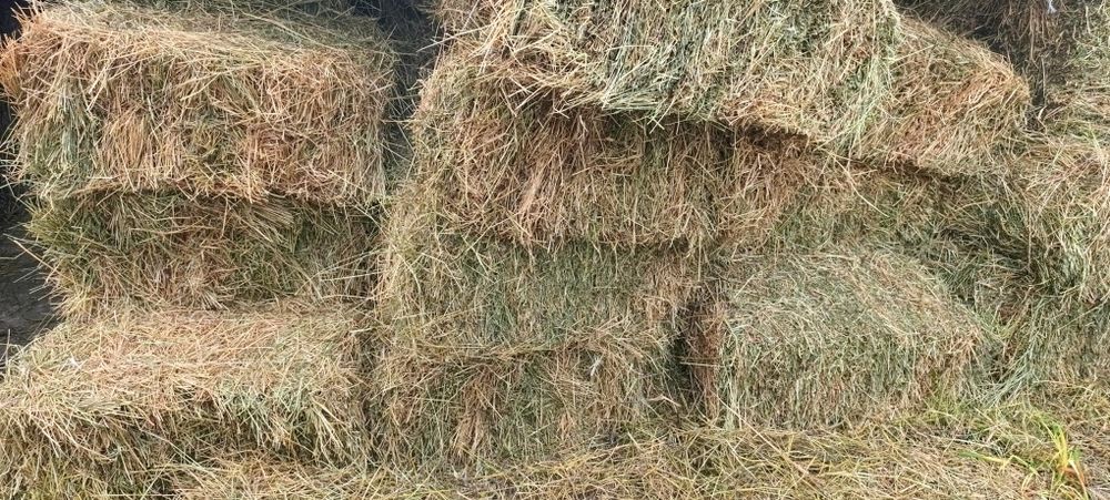 Тюки люцерни 2025