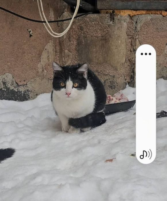 Киця в добрі руки