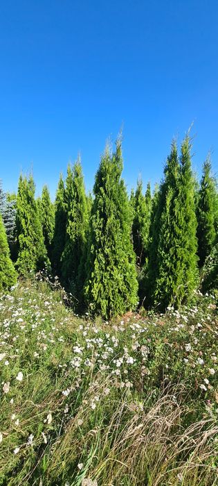 Thuja Smaragd /  Producen /  Pomorskie / Promocja