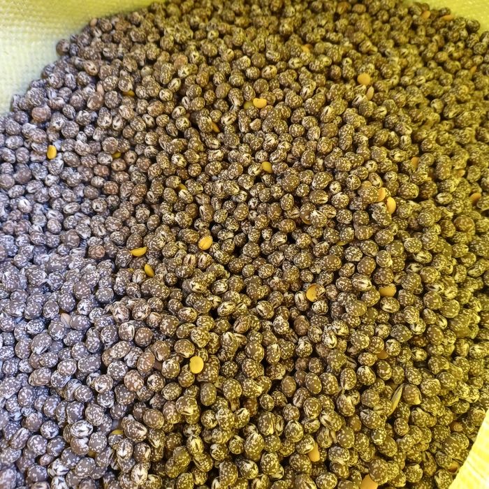 Sprzedam łubin gorzki