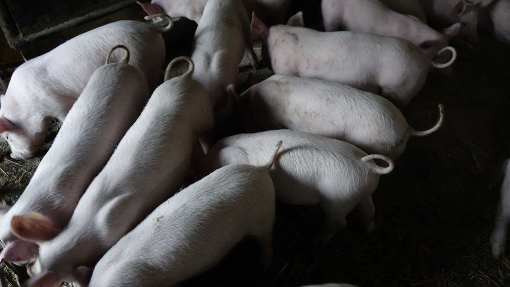 Продам поросят – Ландрас × Велика Біла