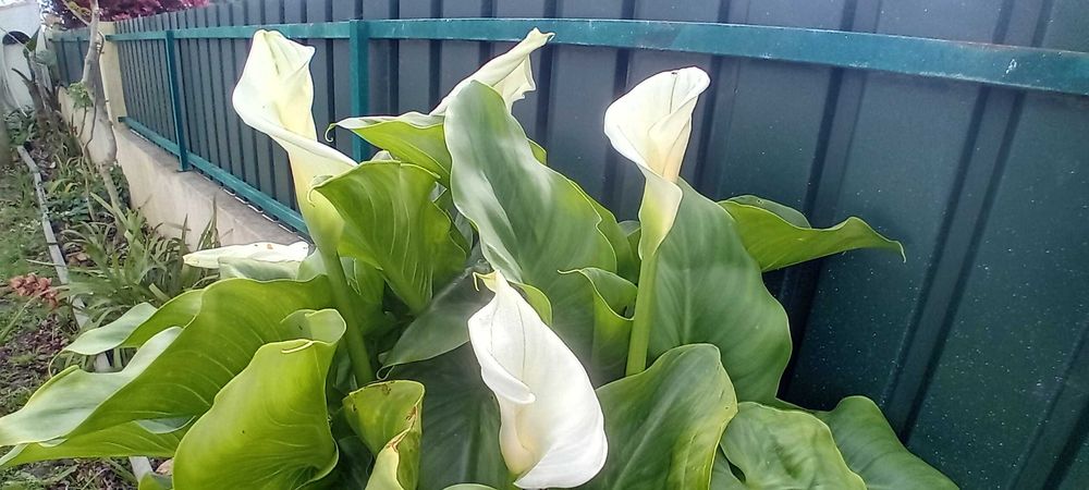 Planta jarro branco lirio calla, zantedeshia