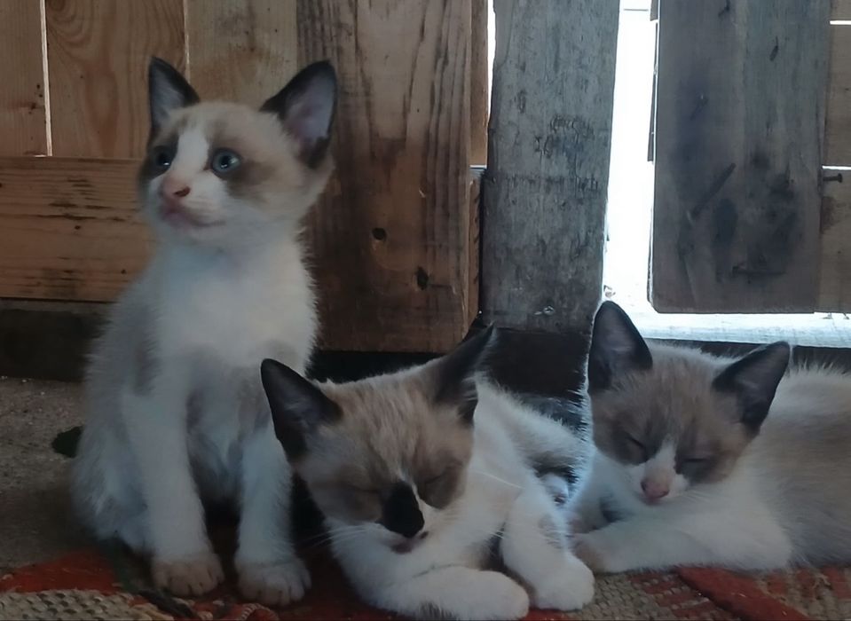 Gatinhos para adocção