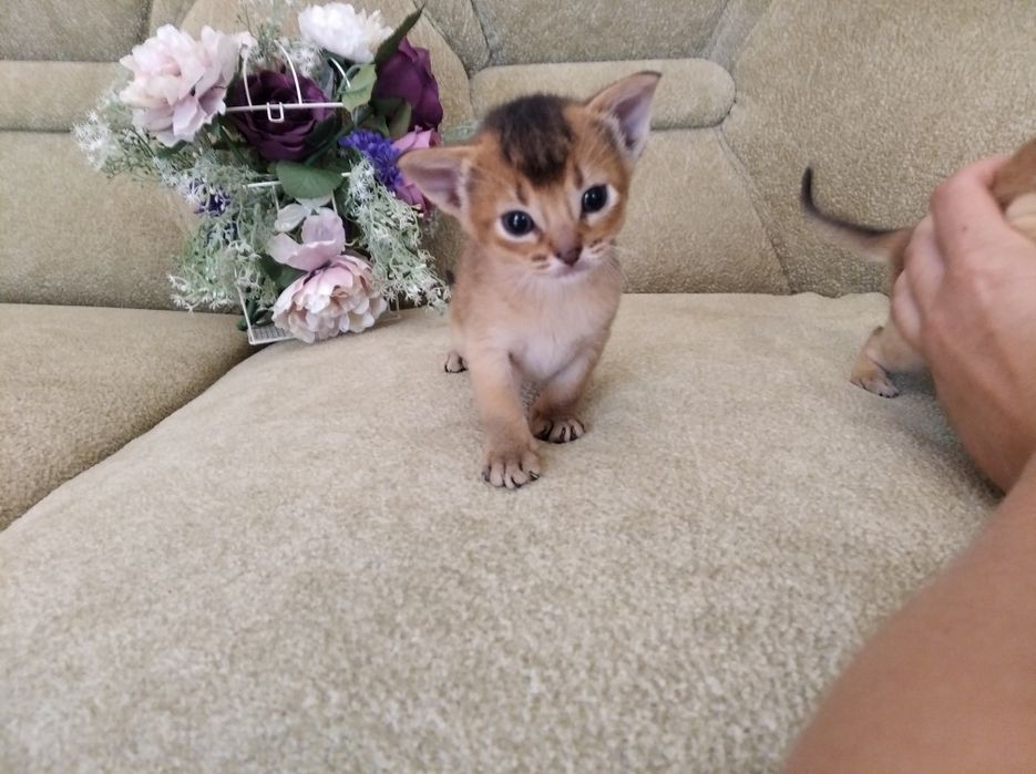 Абиссинские котята дикого, голубого и красного окраса с документами