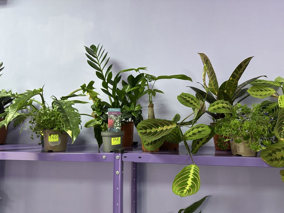 Шефлера, драцена, стриліція, спатифілум, антуріум, кактуси, сукуленти