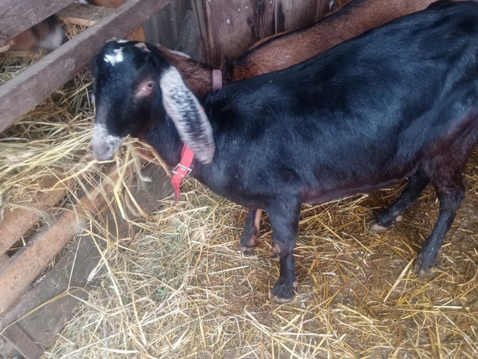 Продам козла на М'ЯСО жива вага 30кг