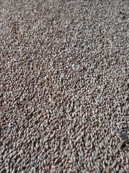 Sprzedam pszenżyto 2025