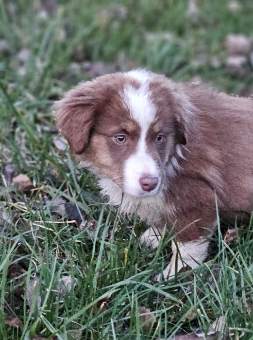 Owczarek miniaturowy amerykański SUCZKA