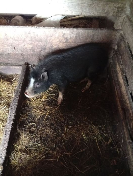 Продам кабана вʼєтнамського