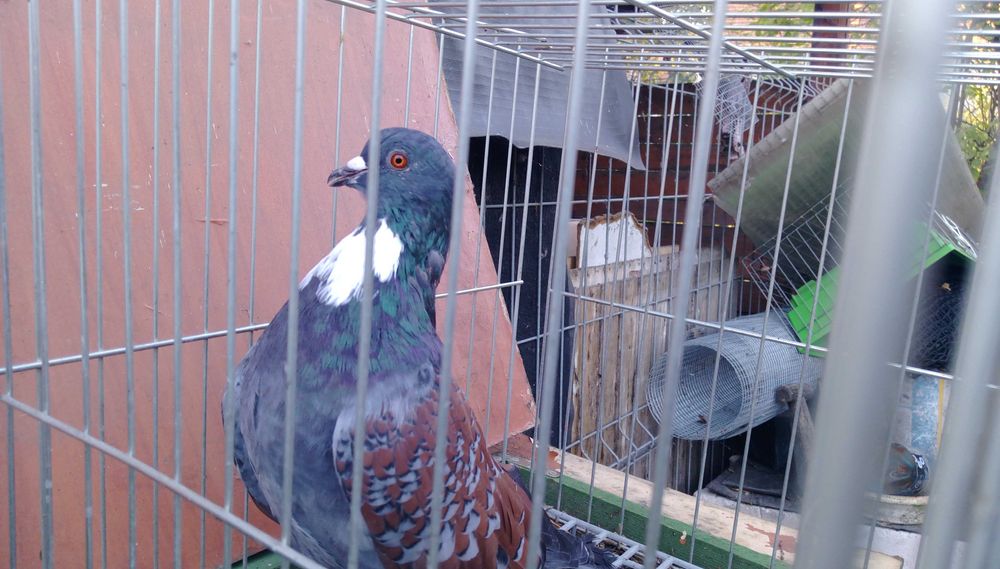 Koszua golębie ozdobne