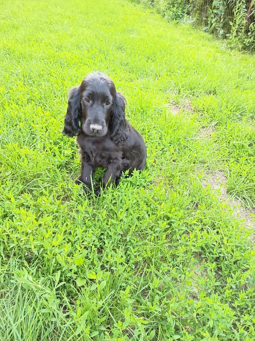 Śliczny piesek Cocker Spaniel