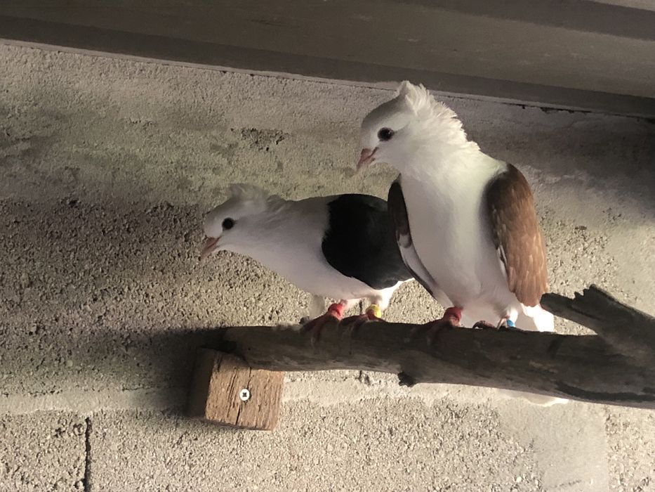 Casal de pombos escudo alemao