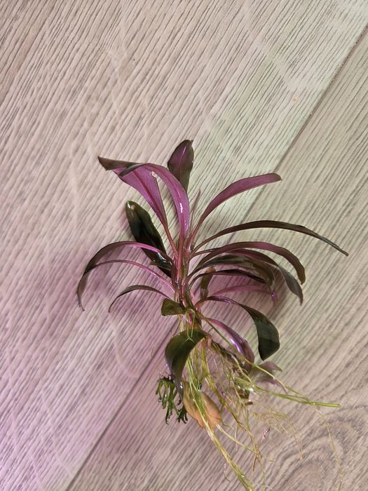 Bucephalandra Serimbu Brown - roślina akwariowa