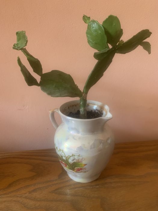 Кактуси сукуленти