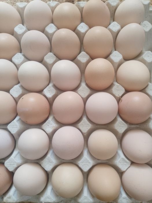 Продам домашні яйця