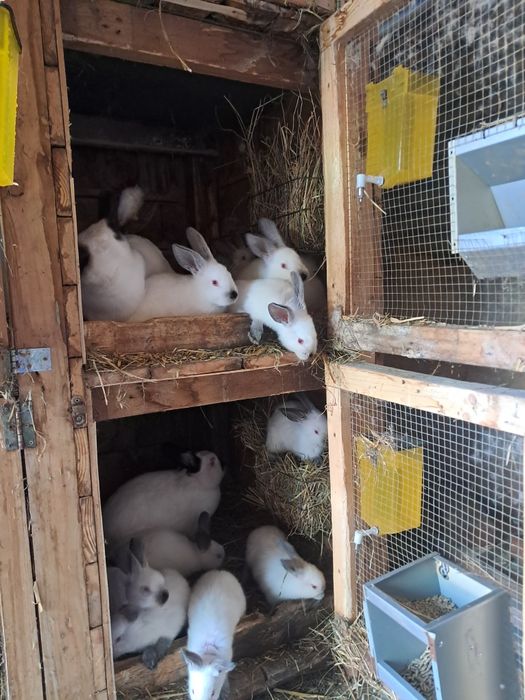 Króliki kalifornijskie