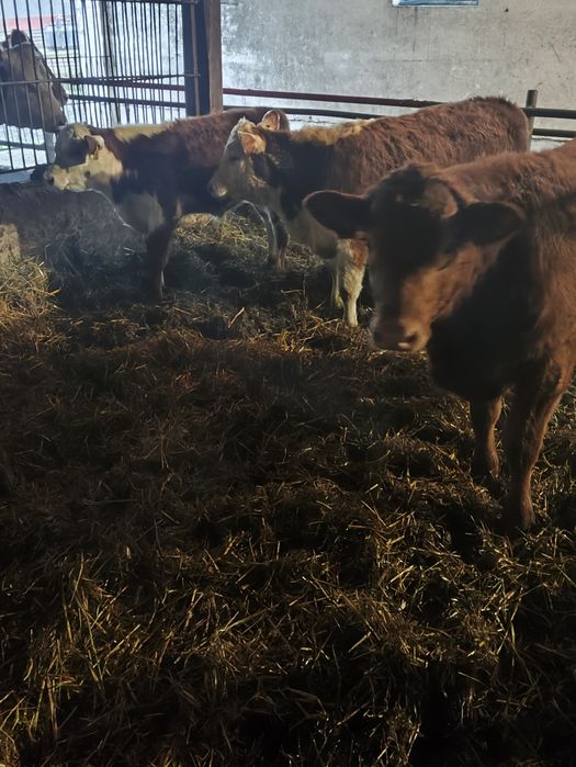 Jałówki cielne mięsne hereford limousine angus